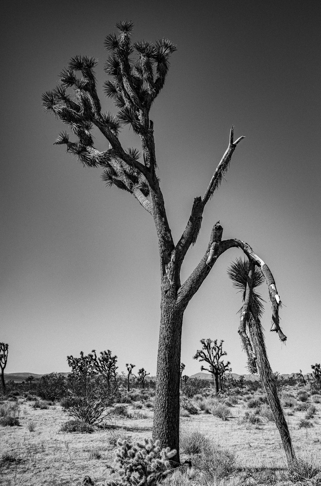 Black and white photo of a lone Joshua tree reaching up into a pale sky.