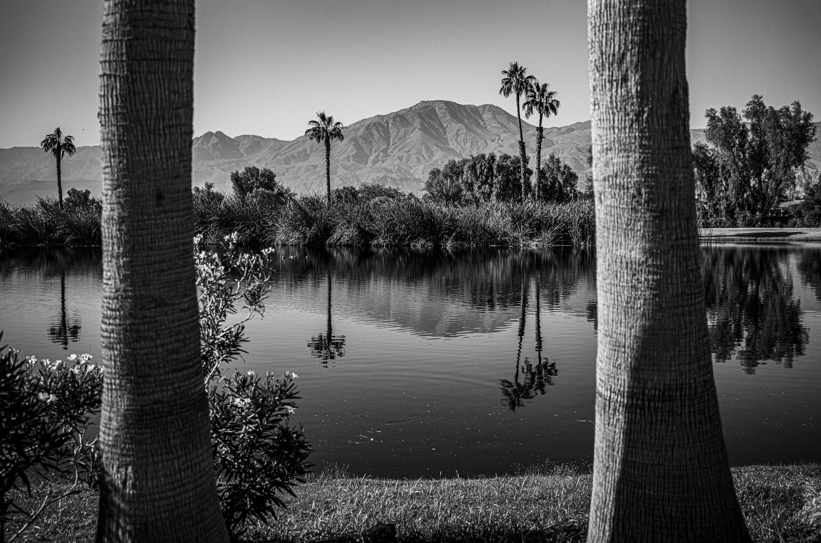 Black and white photo of a still desert pond reflecting palms and mountains, framed by two palm trunks.