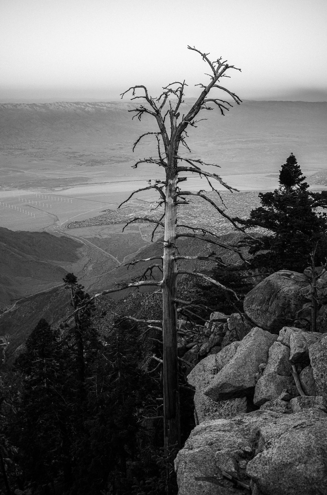 Black and white photo of a bare, weathered tree on a rocky ridgeline above a valley.