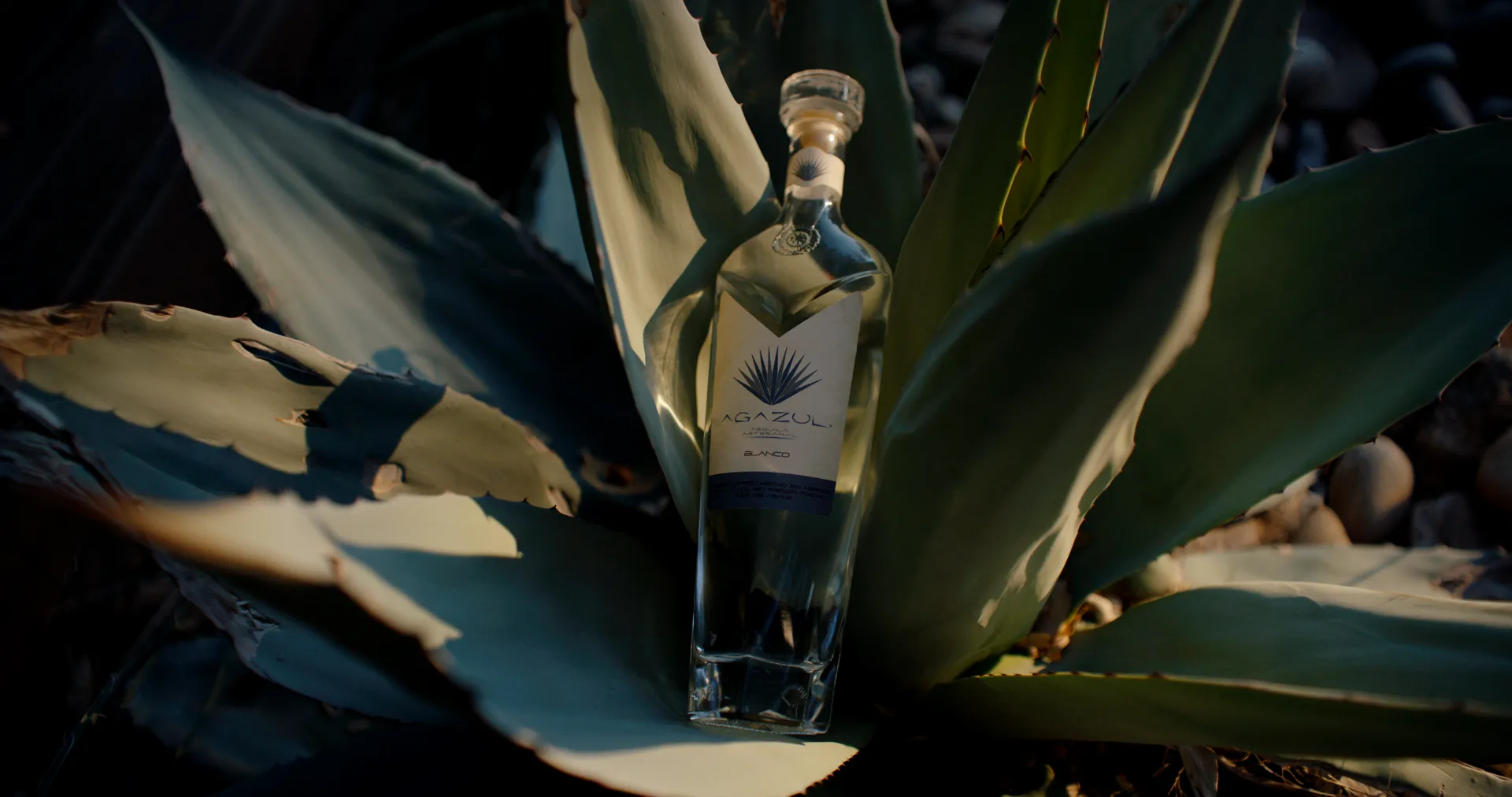 Agazul bottle among large agave leaves
