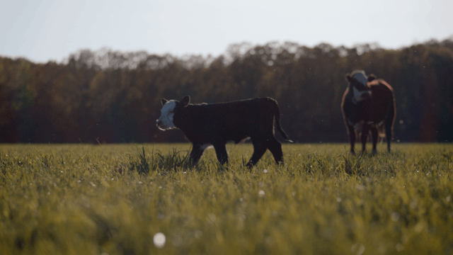 Lincoln Hough — frame 05