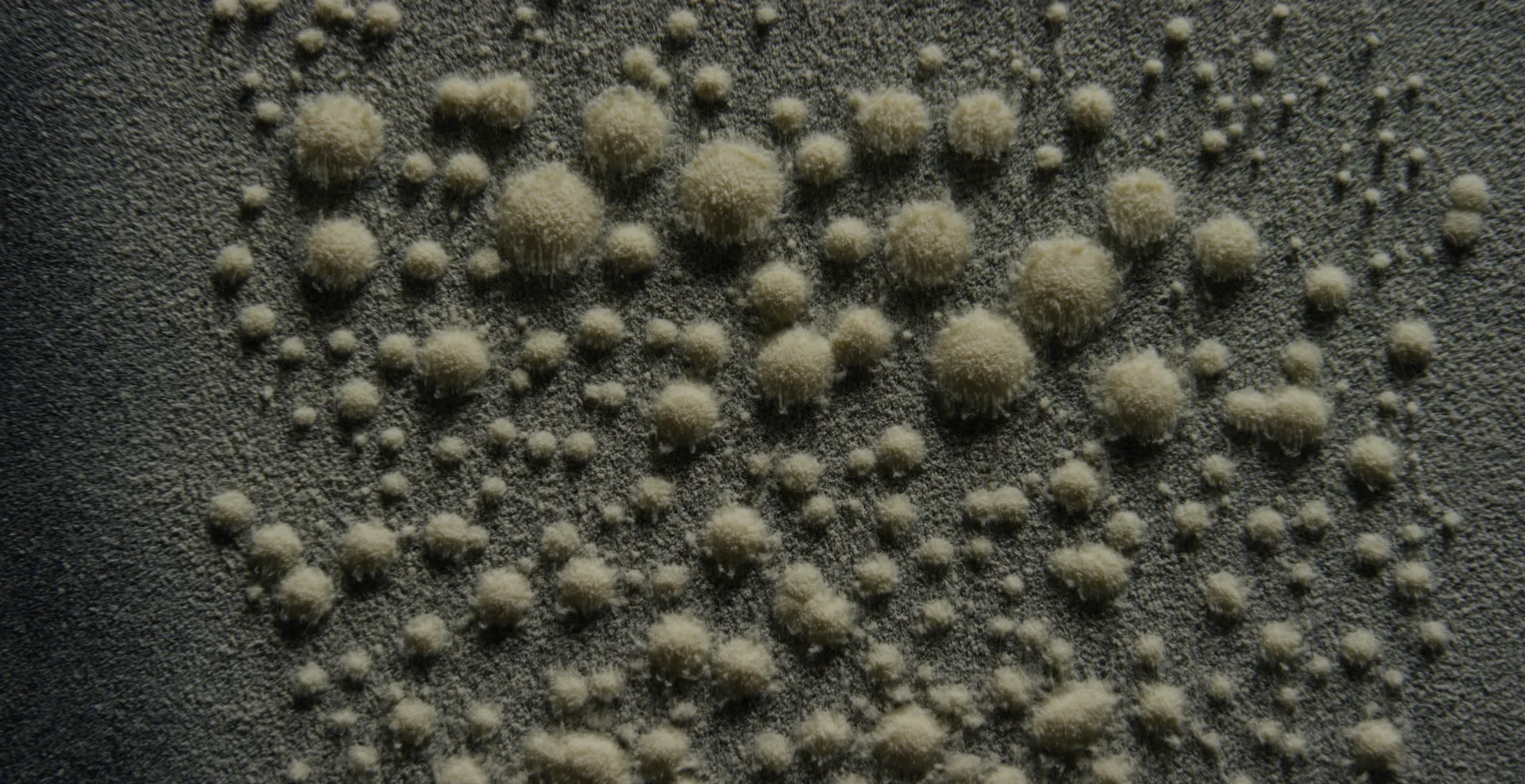Clusters of fuzzy powder beads spreading across a gray surface
