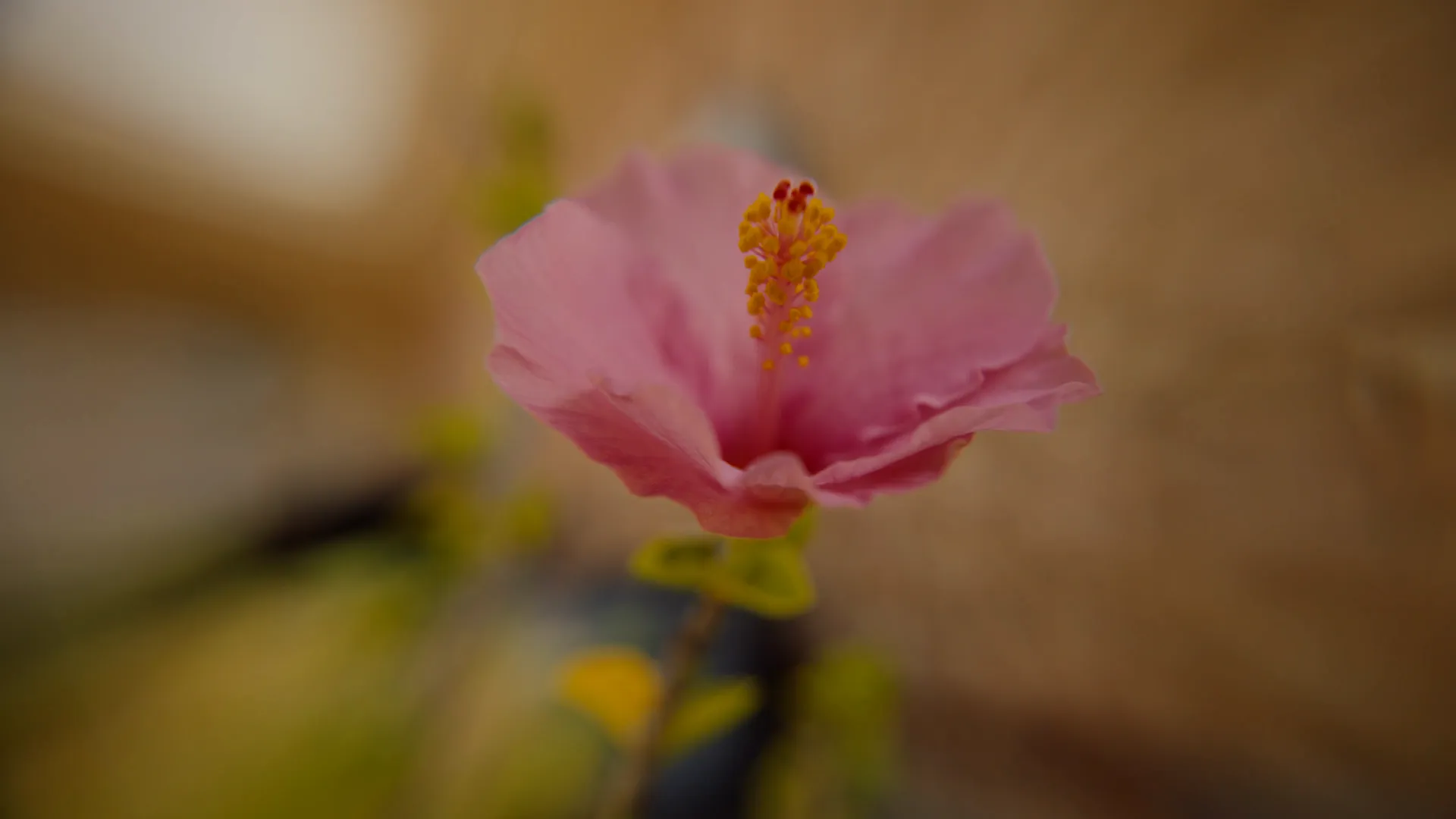 Macro of a pink hibiscus bloom against a warm blurred background